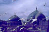 afga1
