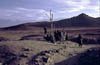 afga5